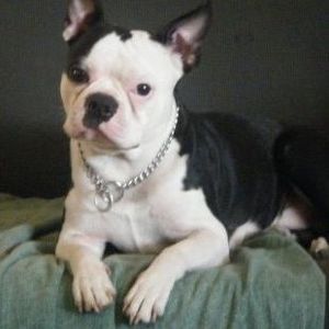 Meet your Posher, Susan